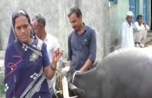 भैंस के पेट से निकला ढाई तोले सोने का मंगलसूत्र