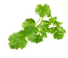 धनिया पत्ती में छिपा है मोटापे और हाई बीपी का इलाज!