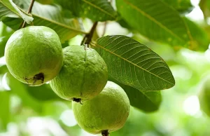 बिना दवा खाए कंट्रोल करना है ब्लड शुगर लेवल