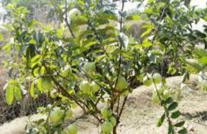 Punjab News: अमरूद बाग मुआवजा घोटाला मामले में नायब तहसीलदार गिरफ्तार, जमानत याचिका खारिज होने के बाद किया सरेंडर