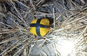 BSF और पुलिस की बड़ी कार्रवाई, अमृतसर सीमा पर 6 पिस्तौल और 14 मैगजीन किए बरामद