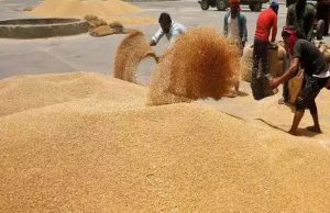 Punjab में आज से गेहूं की Government खरीद शुरू, मंडियों में किए गए इंतजाम