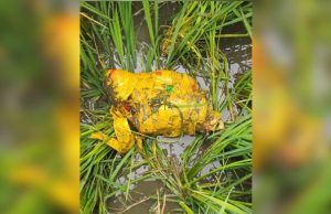 BSF की बड़ी उपलब्धि: पंजाब सीमा पर पिस्तौल और हेरोइन बरामद