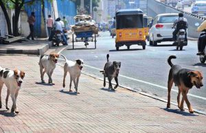 आवारा कुत्तों को लेकर फिर सख्त हुआ हाईकोर्ट, अब जारी कर दिए ये आदेश