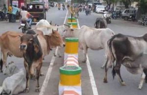 Jalandhar में लावारिस पशुओं को पकड़ने के काम में तेज़ी की मांग को लेकर आप पार्षदों ने मेयर को दिया मांग पत्र