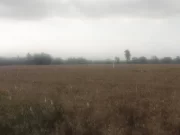 Punjab Weather: पंजाब में फिर बदला मौसम, आज और कल आंधी के साथ होगी बारिश