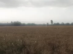 Punjab Weather: पंजाब में फिर बदला मौसम, आज और कल आंधी के साथ होगी बारिश