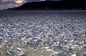 ਜਾਪਾਨ ਦੀ ਬੀਚ ‘ਤੇ ਮਿਲੀਆਂ ਹਜ਼ਾਰਾਂ ਮਰੀਆਂ ਮੱਛੀਆਂ