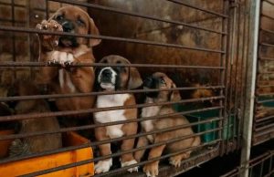 ਦੱਖਣ ਕੋਰੀਆ ਨੇ ਕੁੱਤੇ ਦੇ ਮਾਸ ਦੀ ਵਿਕਰੀ ‘ਤੇ ਲਗਾਇਆ ਬੈਨ