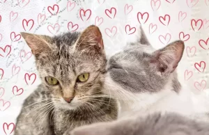 ਕਿੱਸ ਡੇਅ ਅੱਜ, ਜਾਣੋ ਕਿਉਂ ਮਨਾਇਆ ਜਾਂਦਾ Kiss Day?