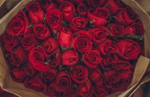 ਰੋਜ਼ ਡੇਅ ਅੱਜ, ਜਾਣੋ ਵੈਲੇਨਟਾਈਨ ਵੀਕ ਦੇ ਪਹਿਲੇ ਦਿਨ ਦਾ ਇਤਿਹਾਸ, ਆਖਿਰ ਕਿਉਂ ਮਨਾਇਆ ਜਾਂਦਾ