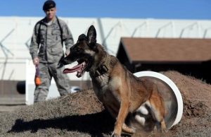 ਕਿੰਨੀ ਮਿਲਦੀ ਹੈ ਫੌਜ ‘ਚ ਭਰਤੀ ਕੁੱਤਿਆਂ ਨੂੰ ਤਨਖਾਹ