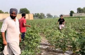 Punjab News: ਨਰਮੇ ਦੀ ਫਸਲ ‘ਤੇ ਗੁਲਾਬੀ ਸੁੰਡੀ ਦੀ ਦਸਤਕ, ਉਤਪਾਦਨ 50 ਫੀਸਦੀ ਘੱਟਣ ਦੀ ਸੰਭਾਵਨਾ