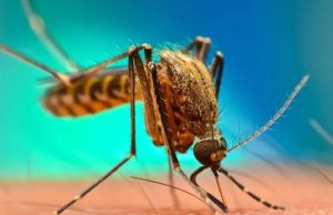 ਬਾਰਿਸ਼ ‘ਚ ਮੱਛਰਾਂ ਤੋਂ ਬਚਾਅ ਲਈ ਅਪਣਾਓ ਇਹ ਆਸਾਨ Tips, ਨਹੀਂ ਹੋਵੇਗਾ ਬਿਮਾਰੀਆਂ ਦਾ ਖਤਰਾ