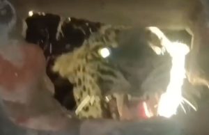 Hoshiarpur ਦੇ ਘਰ ‘ਚ ਵੜਿਆ ਤੇਂਦੂਆ, ਇਲਾਕੇ ‘ਚ ਬਣਿਆ ਦਹਿਸ਼ਤ ਦਾ ਮਾਹੌਲ