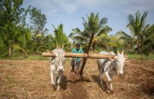 ਭਾਰਤ ਦੁਨੀਆ ਵਿੱਚ ਮਿਲੇਟਸ ਦਾ ਸਭ ਤੋਂ ਵੱਡਾ ਉਤਪਾਦਕ, 180 ਲੱਖ ਟਨ ਉਗਾਇਆ