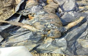 ਦਰਿਆ Beas ਦੇ ਕਿਨਾਰੇ ਤੋਂ ਲਾਸ਼ ਬਰਾਮਦ, ਸ਼ਨਾਖਤ ਲਈ ਸਿਵਲ ਹਸਪਤਾਲ ਕਪੂਰਥਲਾ ਦੀ ਮੋਰਚਰੀ ‘ਚ ਰਖਵਾਈ