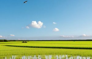 Punjab ‘ਚ ਅੱਜ ਬਾਰਿਸ਼ ਤੋਂ ਰਾਹਤ, ਅਗਲੇ ਚਾਰ ਦਿਨ ਵੀ ਕੋਈ ਅਲਰਟ ਨਹੀਂ, ਹੜ੍ਹ ਤੋਂ ਮਿਲ ਸਕਦੀ ਹੈ ਰਾਹਤ