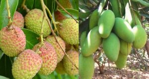 Pathankot ‘ਚ ਲਗਾਤਾਰ ਮੀਂਹ ਕਾਰਨ ਲੀਚੀ-ਅੰਬ ਦੀ ਫਸਲਾਂ ਨੂੰ ਹੋਇਆ ਵੱਡਾ ਨੁਕਸਾਨ