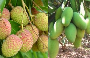 Pathankot ‘ਚ ਲਗਾਤਾਰ ਮੀਂਹ ਕਾਰਨ ਲੀਚੀ-ਅੰਬ ਦੀ ਫਸਲਾਂ ਨੂੰ ਹੋਇਆ ਵੱਡਾ ਨੁਕਸਾਨ