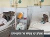 Abohar ਦੇ ਹਸਪਤਾਲ ‘ਚ ਬਾਂਦਰ ਦਾ ਤਾਂਡਵ, ਮਰੀਜ਼ਾਂ ਅਤੇ ਡਾਕਟਰਾਂ ‘ਚ ਪਈਆਂ ਭਾਜੜਾਂ; ਕਈਆਂ ਨੂੰ ਕੀਤਾ ਜ਼ਖ਼ਮੀ