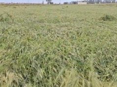 Punjab ਸਰਕਾਰ ਫਸਲਾਂ ਦੀ ਕਰਵਾਏਗੀ ਗਿਰਦਾਵਰੀ, ਕਿਸਾਨਾਂ ਨੂੰ ਨੁਕਸਾਨ ਦਾ ਮਿਲੇਗਾ ਮੁਆਵਜ਼ਾ