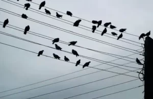 बिजली के तार पर कैसे सो जाते हैं पक्षी, नींद में भी ये गिरते क्यों नहीं हैं? पढ़ें कारण