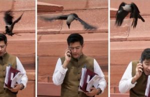 संसद के बाहर राघव चड्ढा को कौवे ने काटा, बीजेपी बोली-झूठ बोले, कौवा काटे, आप सांसद ने दिया जबरदस्त जवाब, पढ़ें