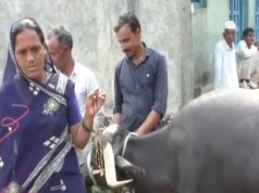 भैंस के पेट से निकला ढाई तोले सोने का मंगलसूत्र