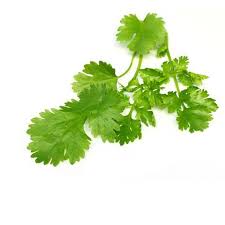 Green coriander leaves