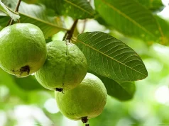 बिना दवा खाए कंट्रोल करना है ब्लड शुगर लेवल