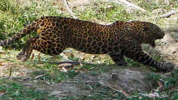Rupnagar-leopard
