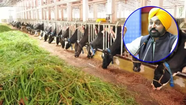 Punjab-Govt-Dairy-Farming-Big-Project