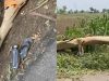 Jalandhar में आंधी- तूफान का कहर, बाइक से जा रहे पिता-बेटी पर गिरा पेड़, दोनों की मौत