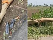 Jalandhar में आंधी- तूफान का कहर, बाइक से जा रहे पिता-बेटी पर गिरा पेड़, दोनों की मौत