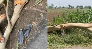 Jalandhar में आंधी- तूफान का कहर, बाइक से जा रहे पिता-बेटी पर गिरा पेड़, दोनों की मौत