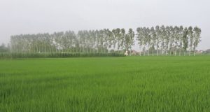 Punjab Weather: पंजाब में मॉनसून की रफ्तार धीमी, 16 जिलों में हल्की बारिश के आसार