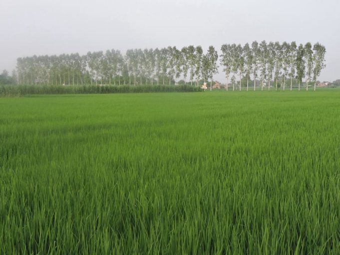 Punjab Weather: पंजाब में मॉनसून की रफ्तार धीमी, 16 जिलों में हल्की बारिश के आसार
