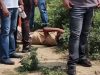 Jalandhar में बंबीहा गैंग के शूटर का एनकाउंटर:मोहाली-मोगा में भी वॉन्टेड, अस्पताल में 3 सेकेंड में 4 गोलियां चलाई थी