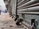 Punjab Bandh 21 August: जेल में बंद सिखों की रिहाई की मांग, Qaumi Insaaf Morcha ने किया Punjab Bandh का ऐलान Punjab Bandh 21 August