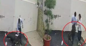 Patiala में पिटबुल का खौफनाक हमला, घर देखने पहुंचे पति-पत्नी को बनाया निशाना
