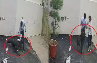 Patiala में पिटबुल का खौफनाक हमला, घर देखने पहुंचे पति-पत्नी को बनाया निशाना