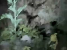 Hoshiarpur में खेतों में फिर दिखा तेंदुआ:टॉर्च और शोर मचा लोगों ने भगाया; रात को काम से लौटने वालों में दहशत