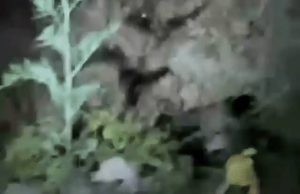 Hoshiarpur में खेतों में फिर दिखा तेंदुआ:टॉर्च और शोर मचा लोगों ने भगाया; रात को काम से लौटने वालों में दहशत