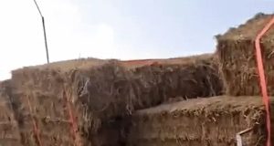 Jalandhar में पराली से भरी ट्रॉली दुकानों में घुसी:शटर-काउंटर टूटे, ट्रक से टक्कर के बाद बेकाबू हुई; दुकानदार बोले- भरपाई की जगह दबाव बनाया