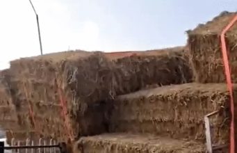 Jalandhar में पराली से भरी ट्रॉली दुकानों में घुसी:शटर-काउंटर टूटे, ट्रक से टक्कर के बाद बेकाबू हुई; दुकानदार बोले- भरपाई की जगह दबाव बनाया